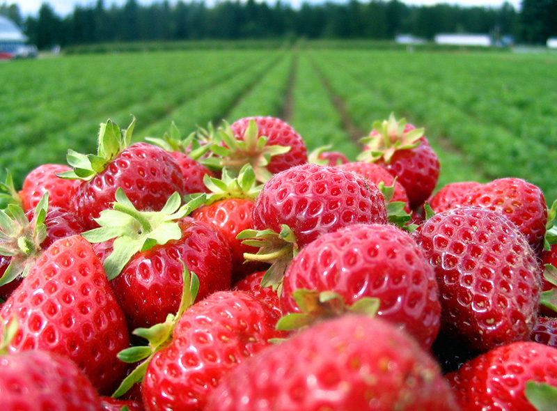 Strawberry Farm And Grower Information Safety Pest Management