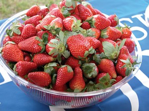 A propos de la NC Strawberry Association Recettes de fraises, informations sur les exploitations agricoles et autres