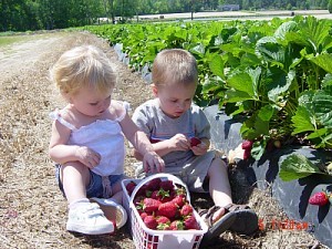 Children picking strawberries