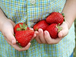 Strawberries in hands