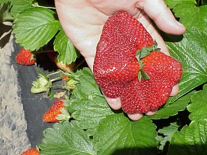 Big Strawberry in a hand