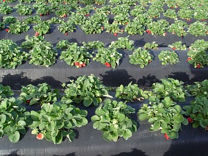 How are strawberries produced?