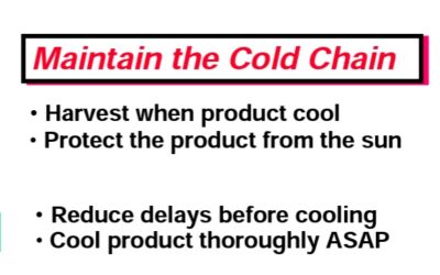 Maintaining the Cold Chain