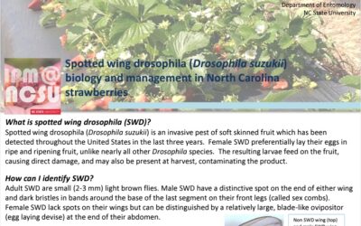 Spotted Wing Drosophila Biology and Management in NC Strawberries