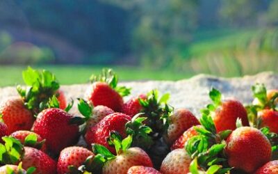 Strawberry Facts and Trivia